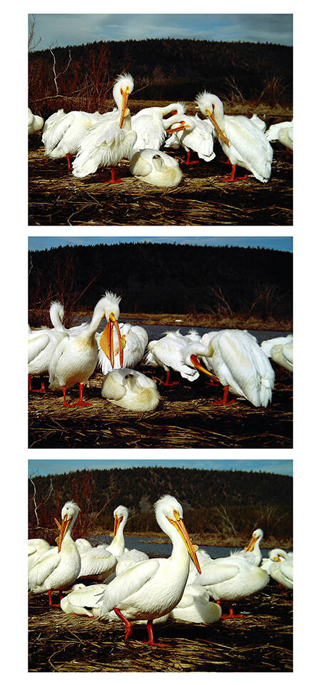 Jonne Goeller